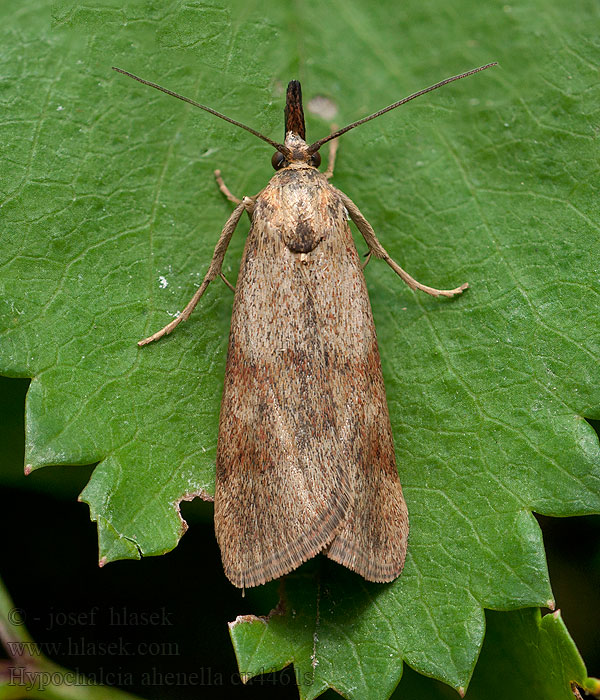 Hypochalcia ahenella Phycide bronzée Огнёвка медная