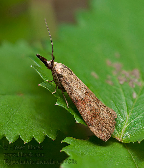 Hypochalcia ahenella Mieszek bronzaczek Ganzenvoetmot