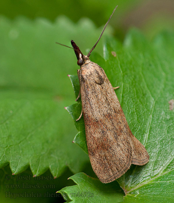 Hypochalcia ahenella Stort backmott Bakkesmalmott