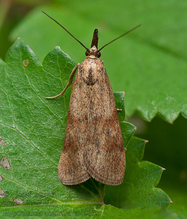 Dingy Knot-horn Vijačka olivovohnedá Hypochalcia ahenella