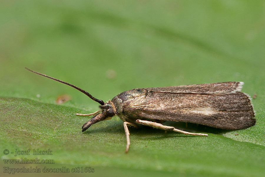 Hypochalcia decorella Vijačka zdobená Огнёвка отличная