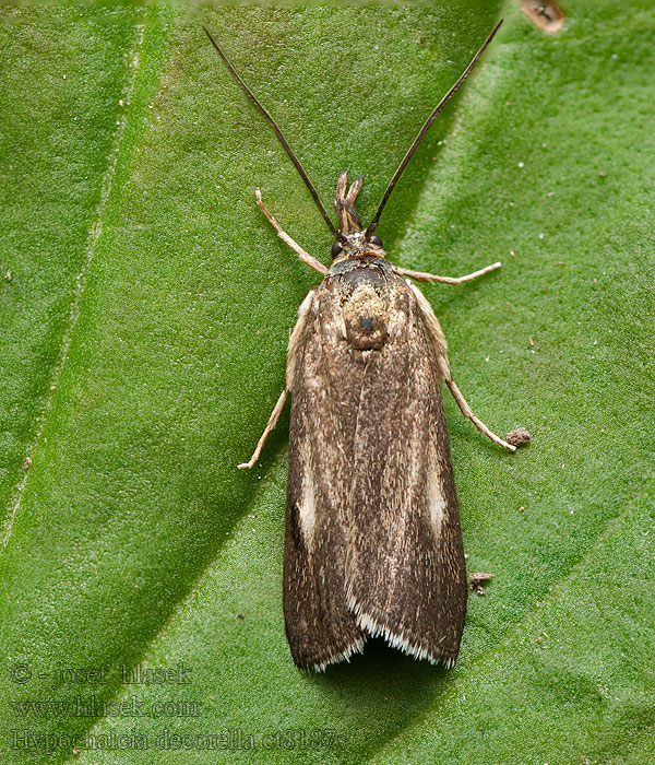 Hypochalcia decorella Vijačka zdobená