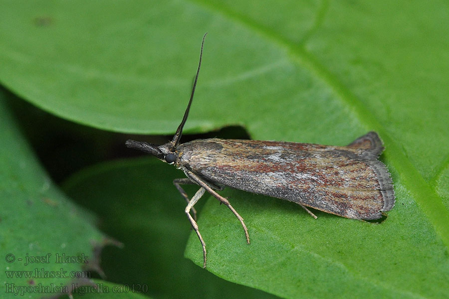 Hypochalcia lignella