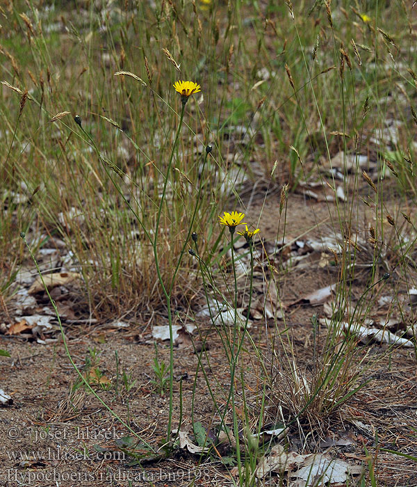 Hypochoeris radicata Hypochaeris Prasetník kořenatý