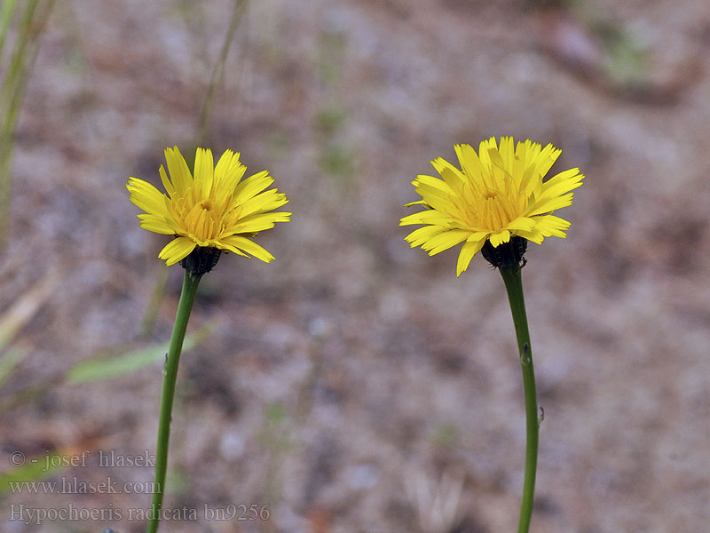 Hypochoeris radicata Gewöhnliches Ferkelkraut