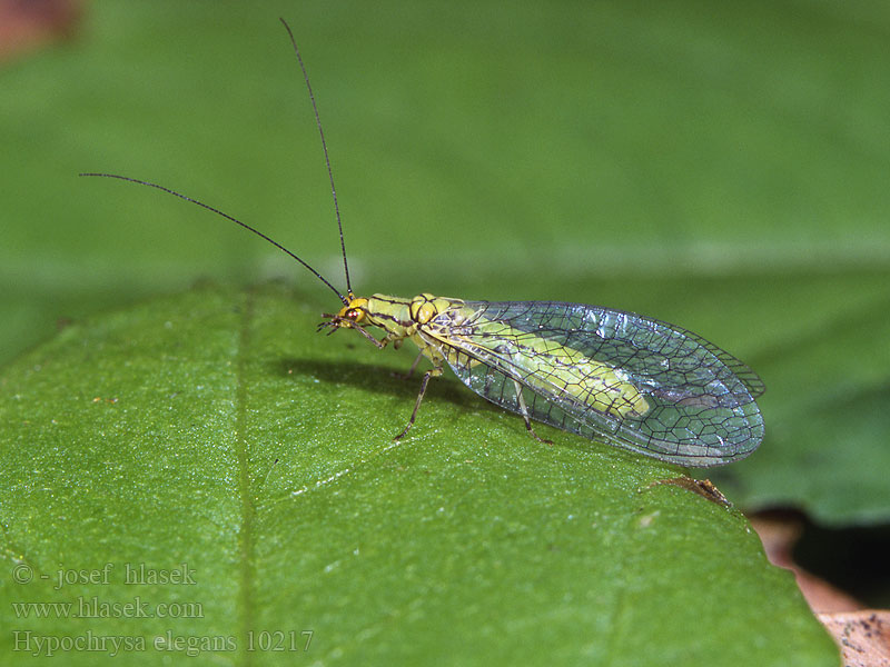 Hypochrysa elegans Златоглазка элегантная