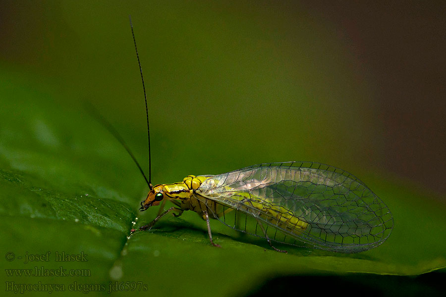 Hypochrysa elegans