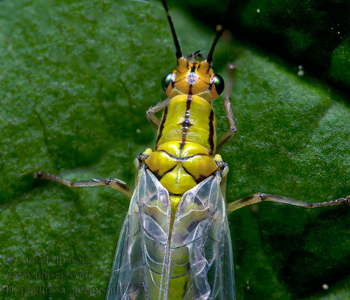 Hypochrysa elegans