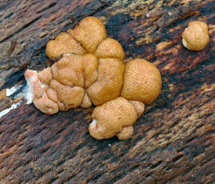 Hypocrea rufa Jyväsvahakas Rossige kussentjeszwam Brun putesopp