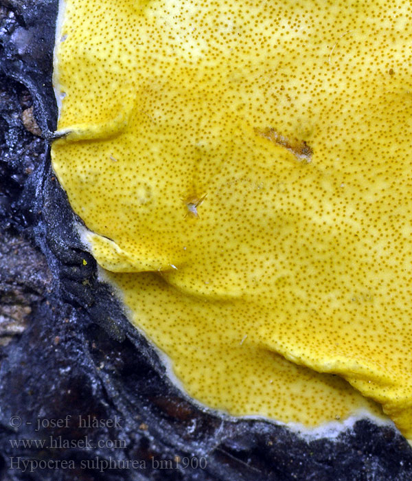 Hypocrea sulphurea Hypocrée soufrée Гипокрея серно-желтая