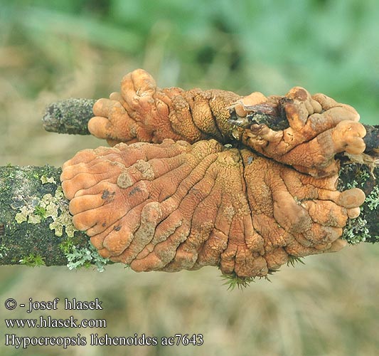 Hypocreopsis lichenoides Masenka lišejníkovitá Rozetkussentjeszwam Trollhand Weiden-Scheinflechtenpilz Willow gloves Seljepute Rozetka wierzbowa ???????????? ???????????????