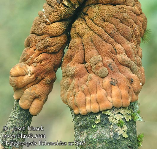 Trollhand Weiden-Scheinflechtenpilz Willow gloves Seljepute Rozetka wierzbowa ???????????? ??????????????? Hypocreopsis lichenoides Masenka lišejníkovitá Rozetkussentjeszwam