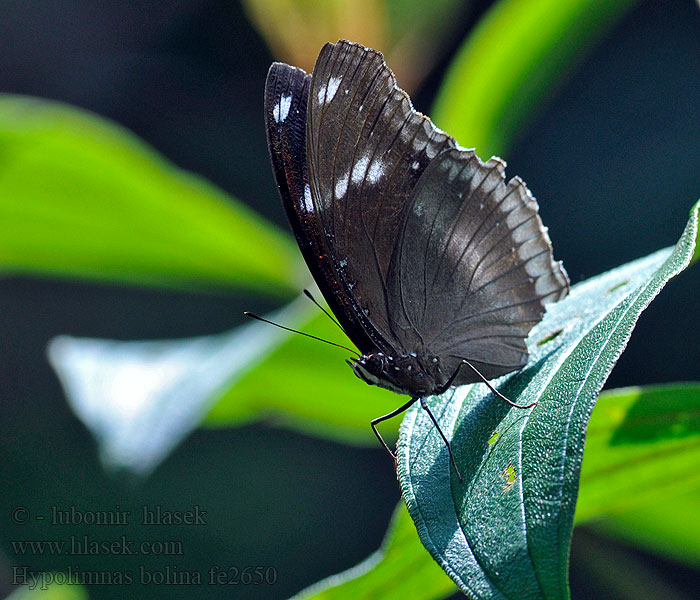 Hypolimnas bolina Great Eggfly