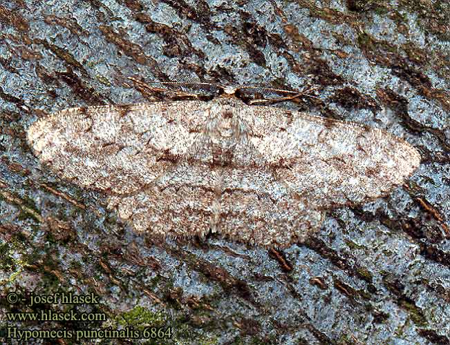 Hypomecis punctinalis Pale Oak Beauty Pettyes tölgyaraszoló