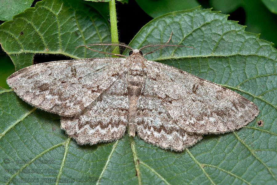 Kôrovka ovocná Hypomecis punctinalis