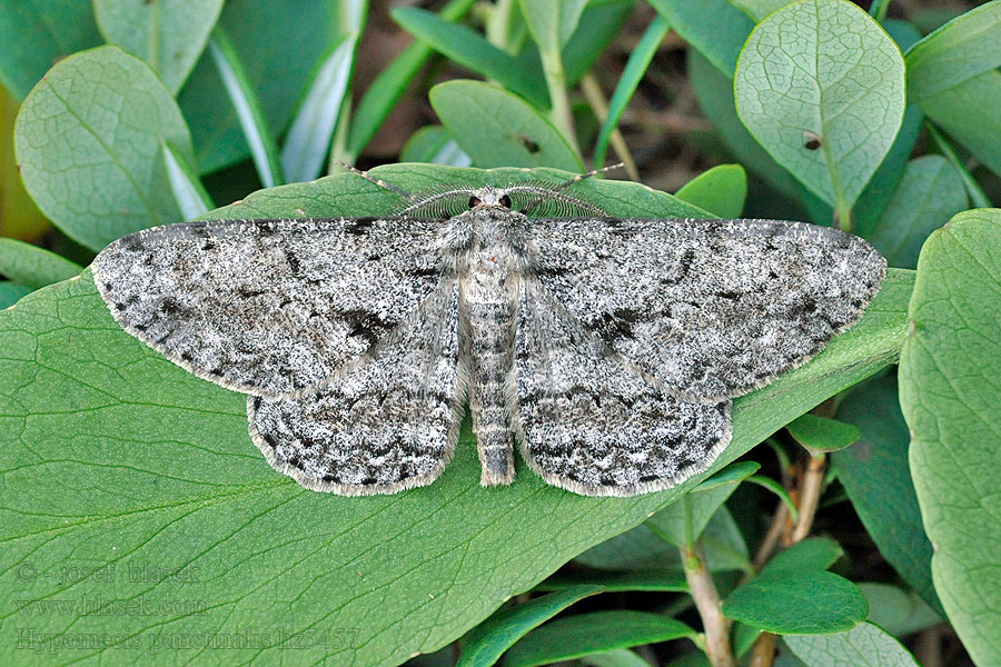 Různorožec ovocný Hypomecis punctinalis