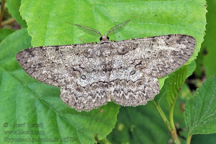 Pale Oak Beauty Pettyes tölgyaraszoló Hypomecis punctinalis