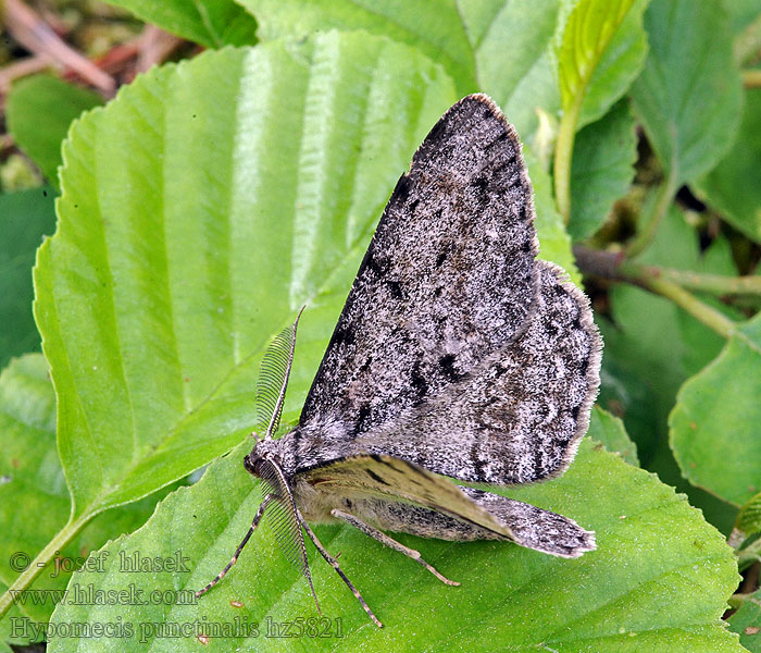 Aschgrauer Baumspanner Hypomecis punctinalis