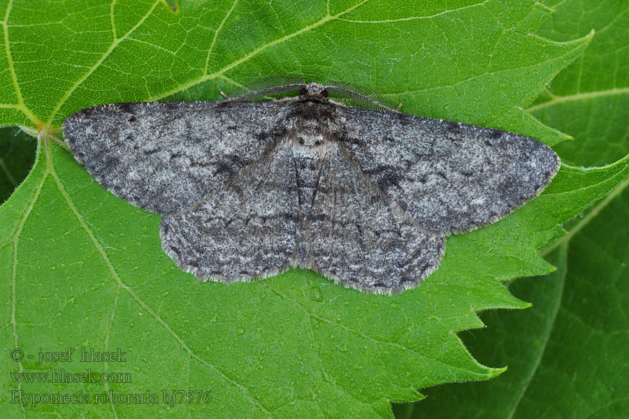 Hypomecis roboraria Great Oak Beauty