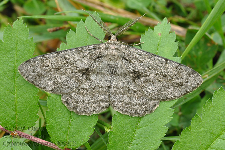 Hypomecis roboraria Steineichen-Baumspanner