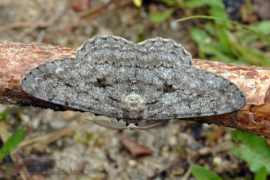 Hypomecis roboraria Пяденица дымчатая большая