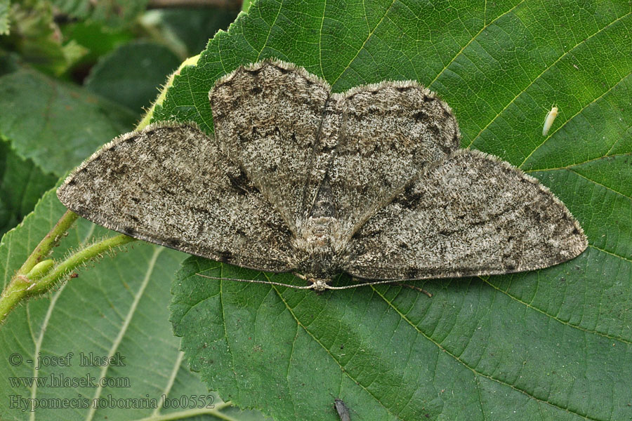 Great Oak Beauty Hypomecis roboraria