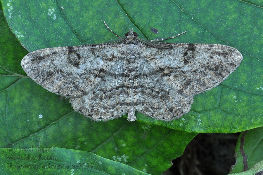 Steineichen-Baumspanner Hypomecis roboraria