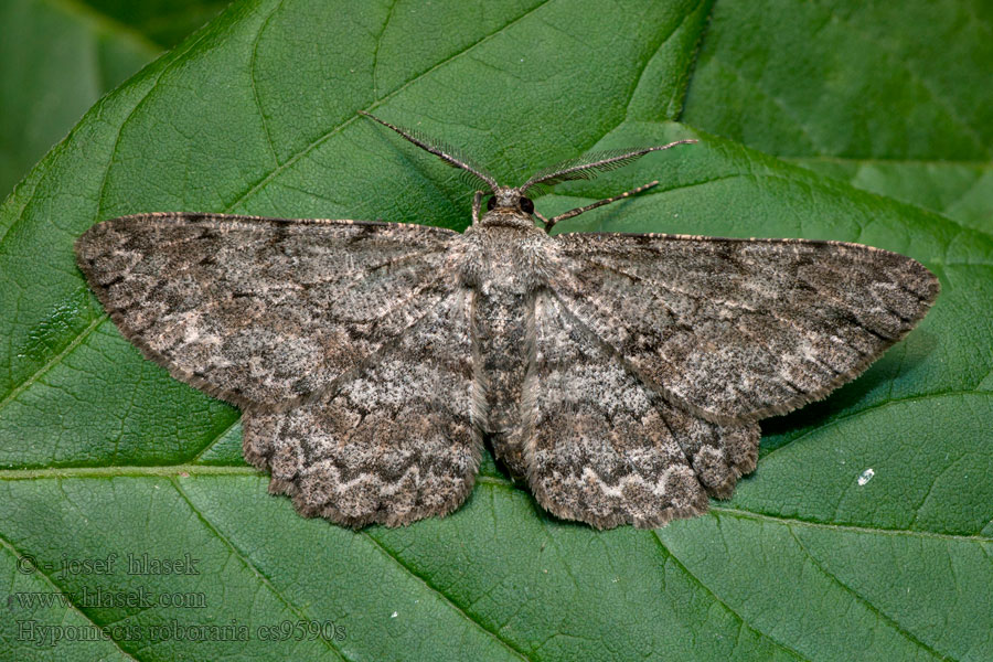 Пяденица дымчатая большая Hypomecis roboraria