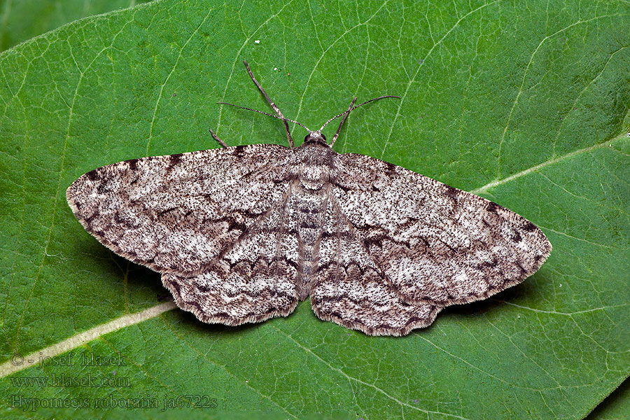 Hypomecis roboraria Пяденица дымчатая большая Různorožec dubový