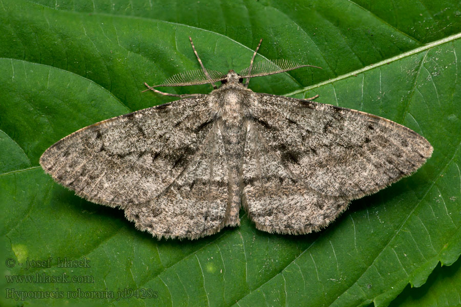 Hypomecis roboraria