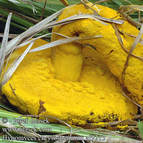 Hypomyces chrysospermus Bolete Eater Mould Golden Hypomyces Goldschimmel Dermatose bolets Goudgele zwameter アワタケヤドリ Gul svampsnylting Apiocrea chrysosperma Sepedonium Nedohub zlatovýtrusný Gulskimmel Hubožer zlatožltý