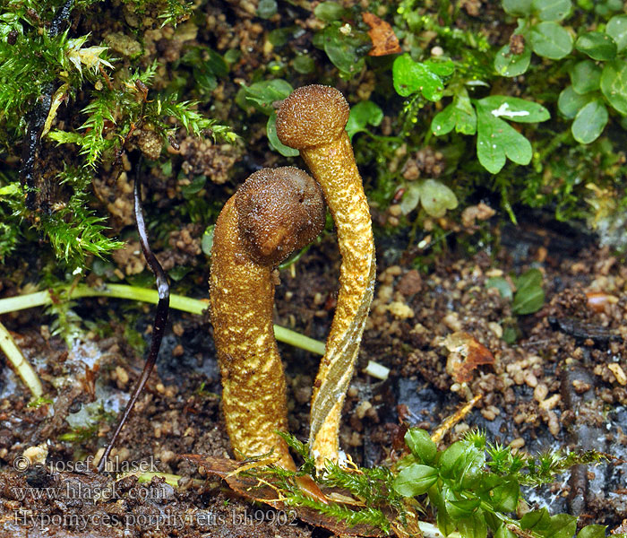 Hypomyces porphyreus