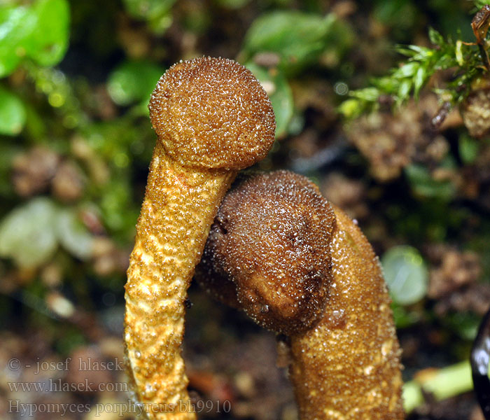 Hypomyces porphyreus Rödhättingssnylting