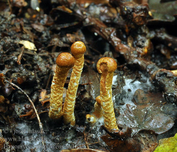 Hypomyces porphyreus Rødskivesoppsnylter
