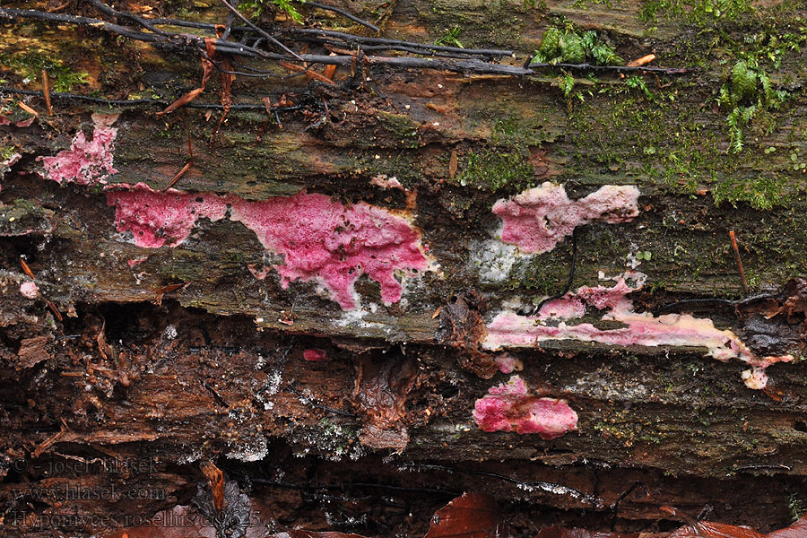 Hypomyces rosellus Nedohub růžový Rosafarbener Schmarotzerpustelpilz