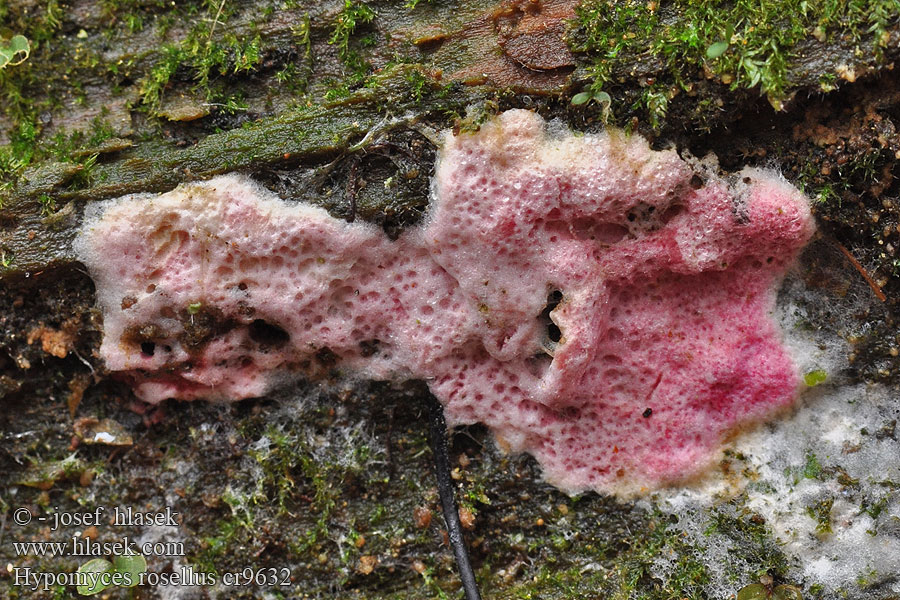 Hypomyces rosellus Hangende zwameter Hubožer ružový