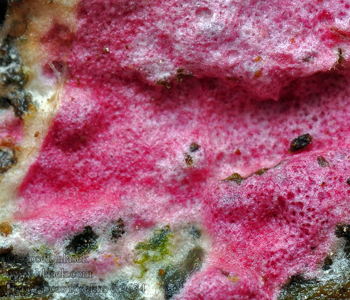 Hypomyces rosellus Rosa snylteskorpe Karminsnylting Usoriesa