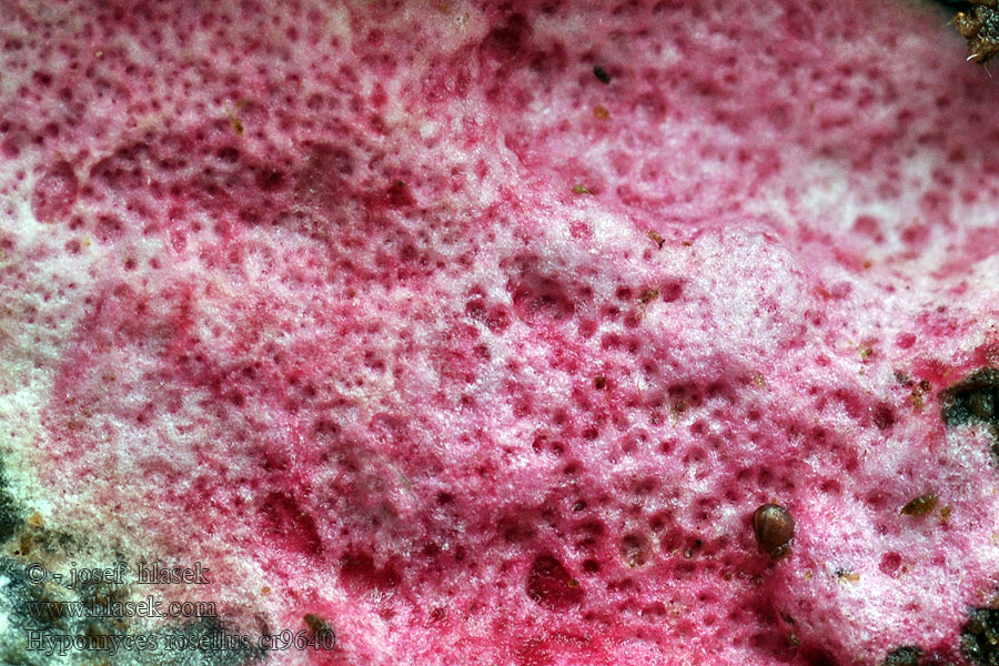 Hypomyces rosellus Sjampinjongsnylter Rózsás pókháló-penész