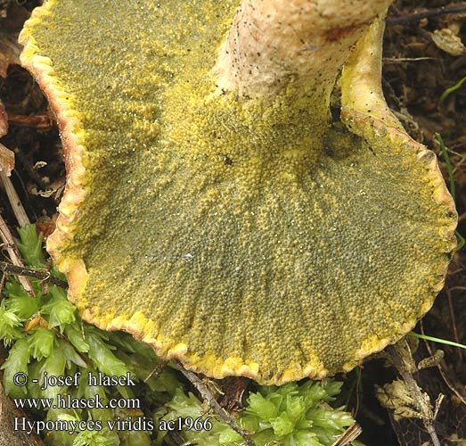 Hypomyces viridis Groene zwameter Grüner Schmarotzer-Pustelpilz