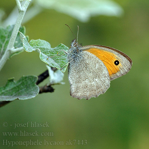 Hyponephele lycaon Dusky Meadow Brown misis Erdei ökörszemlepke Kleines Ochsenauge Przestrojnik likaon Očkáň šedohnedý Okáč šedohnědý