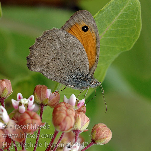 Misis Erdei ökörszemlepke Kleines Ochsenauge Przestrojnik likaon Očkáň šedohnedý Okáč šedohnědý Hyponephele lycaon Dusky Meadow Brown