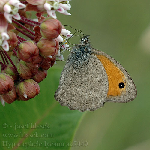 Kleines Ochsenauge Przestrojnik likaon Očkáň šedohnedý Okáč šedohnědý Hyponephele lycaon Dusky Meadow Brown Misis Erdei ökörszemlepke