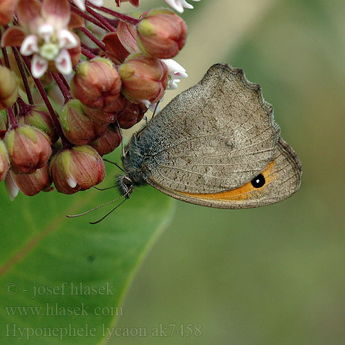 Okáč šedohnědý Hyponephele lycaon Dusky Meadow Brown Misis Erdei ökörszemlepke Kleines Ochsenauge Przestrojnik likaon Očkáň šedohnedý