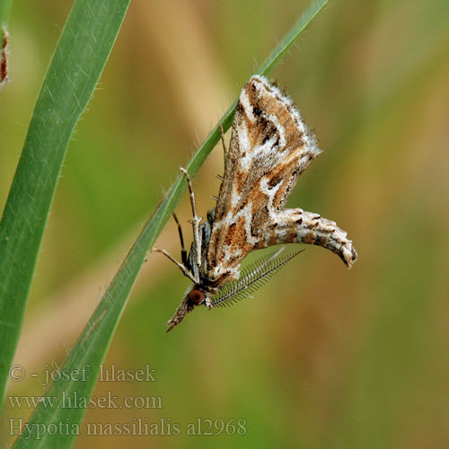 Hypotia massilialis Palmitia Cifra fényilonca