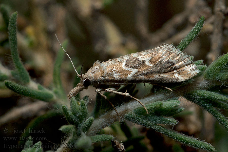 Cifra fényilonca Hypotia massilialis