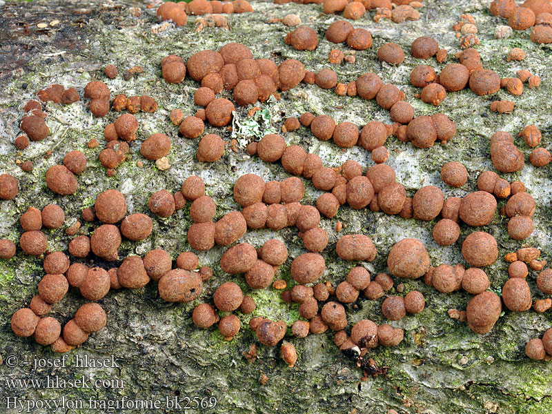 Hypoxylon fragiforme Dřevomor červený Drevovček bukový