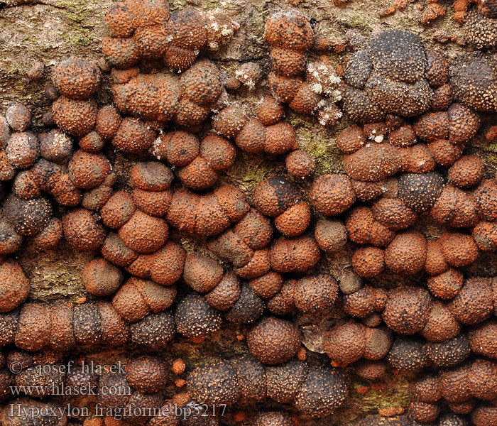 Dřevomor červený Drevovček bukový Hypoxylon fragiforme