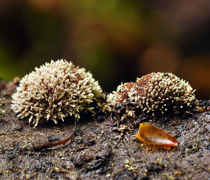 Hypoxylon howeanum bicolor bicoloratum Zimtbraune Kohlenbeere Dřevomor hnědý