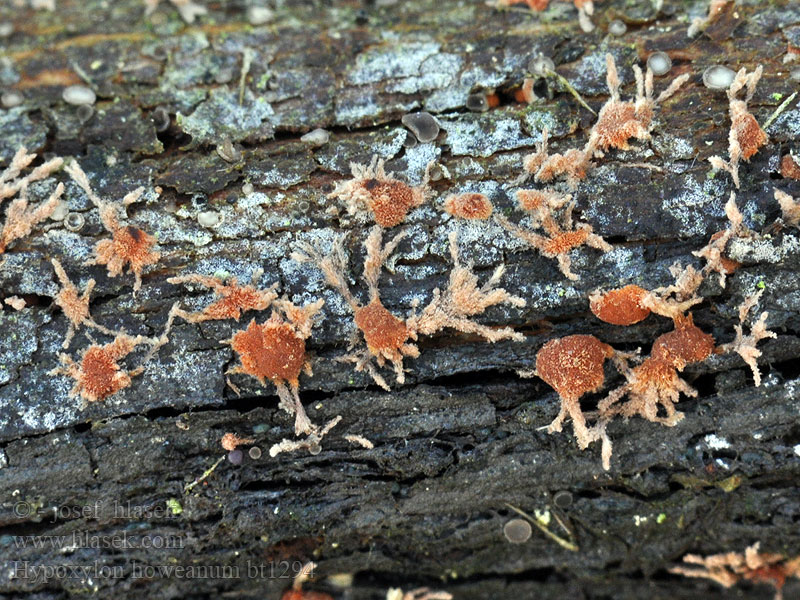 Hypoxylon howeanum bicolor bicoloratum Dřevomor hnědý