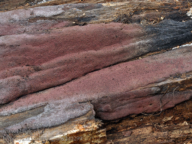 Hypoxylon macrocarpum Dřevomor velký